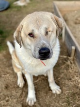 OLLI, Hund, Mischlingshund in Rumänien - Bild 8