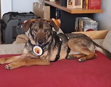 RAMBOZAMBO, Hund, Mischlingshund in Kirchseeon