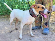 KLAUS2, Hund, Bodeguero Andaluz-Mix in Spanien - Bild 1