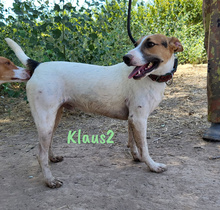 KLAUS2, Hund, Bodeguero Andaluz-Mix in Spanien - Bild 10