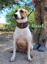 KLAUS2, Hund, Bodeguero Andaluz-Mix in Spanien - Bild 13