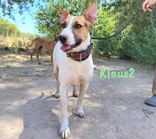 KLAUS2, Hund, Bodeguero Andaluz-Mix in Spanien - Bild 2