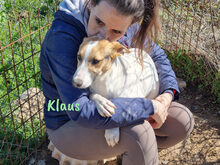 KLAUS2, Hund, Bodeguero Andaluz-Mix in Spanien - Bild 3