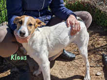 KLAUS2, Hund, Bodeguero Andaluz-Mix in Spanien - Bild 4