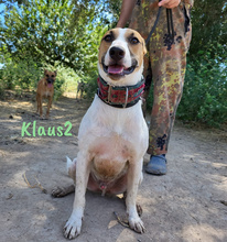 KLAUS2, Hund, Bodeguero Andaluz-Mix in Spanien - Bild 5