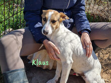 KLAUS2, Hund, Bodeguero Andaluz-Mix in Spanien - Bild 6