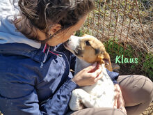 KLAUS2, Hund, Bodeguero Andaluz-Mix in Spanien - Bild 7