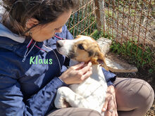 KLAUS2, Hund, Bodeguero Andaluz-Mix in Spanien - Bild 9