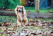 BAMBI, Hund, Mischlingshund in Celle