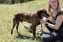 MILO, Hund, Segugio Italiano-Mix in Barntrup - Bild 19