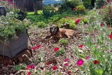 MILO, Hund, Segugio Italiano-Mix in Barntrup - Bild 2