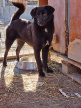 GINNY, Hund, Labrador-Mix in Rumänien - Bild 1