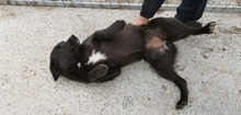 GINNY, Hund, Labrador-Mix in Rumänien - Bild 3