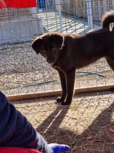 GINNY, Hund, Labrador-Mix in Rumänien - Bild 4