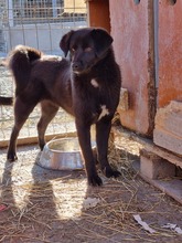 GINNY, Hund, Labrador-Mix in Rumänien - Bild 5