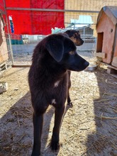 GINNY, Hund, Labrador-Mix in Rumänien - Bild 6