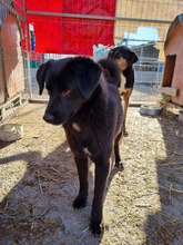 GINNY, Hund, Labrador-Mix in Rumänien - Bild 8