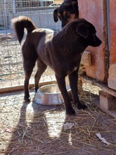 GINNY, Hund, Labrador-Mix in Rumänien - Bild 9