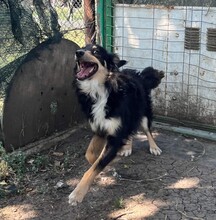 MILO, Hund, Hovawart-Mix in Rumänien - Bild 10