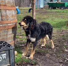 MILO, Hund, Hovawart-Mix in Rumänien - Bild 12