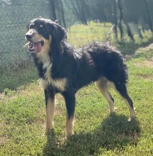 MILO, Hund, Hovawart-Mix in Rumänien - Bild 3