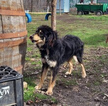 MILO, Hund, Mischlingshund in Rumänien - Bild 3