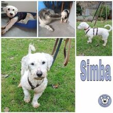 SIMBA, Hund, Mischlingshund in Springe