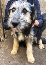 BONNIE, Hund, Mischlingshund in Rumänien - Bild 10