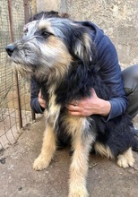 BONNIE, Hund, Mischlingshund in Rumänien - Bild 2