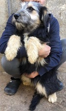 BONNIE, Hund, Mischlingshund in Rumänien - Bild 4