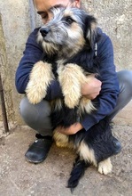 BONNIE, Hund, Mischlingshund in Rumänien - Bild 6