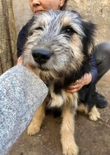 BONNIE, Hund, Mischlingshund in Rumänien - Bild 8