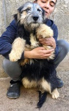 BONNIE, Hund, Mischlingshund in Rumänien - Bild 9