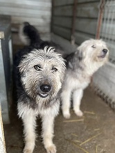IBANO, Hund, Mischlingshund in Rumänien - Bild 1