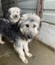 IBANO, Hund, Mischlingshund in Rumänien - Bild 2