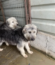 IBANO, Hund, Mischlingshund in Rumänien - Bild 3