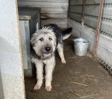 IBANO, Hund, Mischlingshund in Rumänien - Bild 4