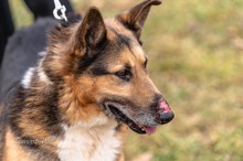 CYWIL, Hund, Mischlingshund in Polen - Bild 1