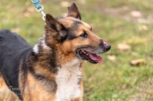 CYWIL, Hund, Mischlingshund in Polen - Bild 3