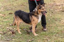 CYWIL, Hund, Mischlingshund in Porta Westfalica - Bild 2