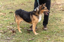 CYWIL, Hund, Mischlingshund in Porta Westfalica - Bild 4