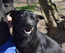 ELINOR, Hund, Mischlingshund in Ungarn - Bild 1