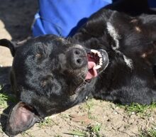 ELINOR, Hund, Mischlingshund in Ungarn - Bild 3