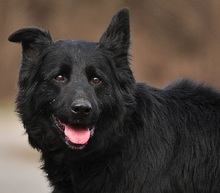 BASS, Hund, Mischlingshund in Slowakische Republik - Bild 1