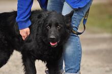 BASS, Hund, Mischlingshund in Slowakische Republik - Bild 10