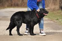 BASS, Hund, Mischlingshund in Slowakische Republik - Bild 11