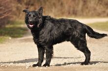 BASS, Hund, Mischlingshund in Slowakische Republik - Bild 12
