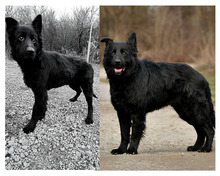 BASS, Hund, Mischlingshund in Slowakische Republik - Bild 13