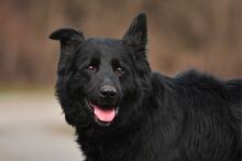 BASS, Hund, Mischlingshund in Slowakische Republik - Bild 3