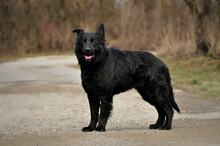 BASS, Hund, Mischlingshund in Slowakische Republik - Bild 4